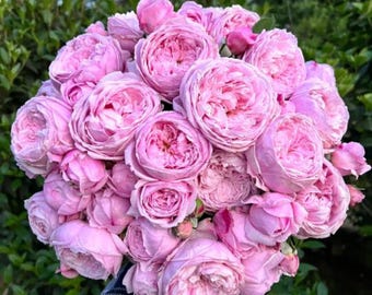 Rose Antique Watch. 古董怀表. Japanese Rose. Strong Fragrance. 60+