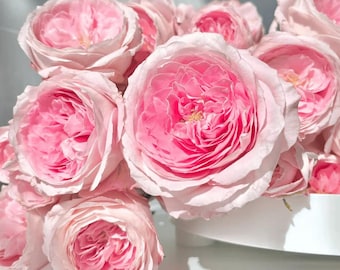 Rose “augusta Luise” 奥古斯塔路易斯tantau Rose Live Plant, 1