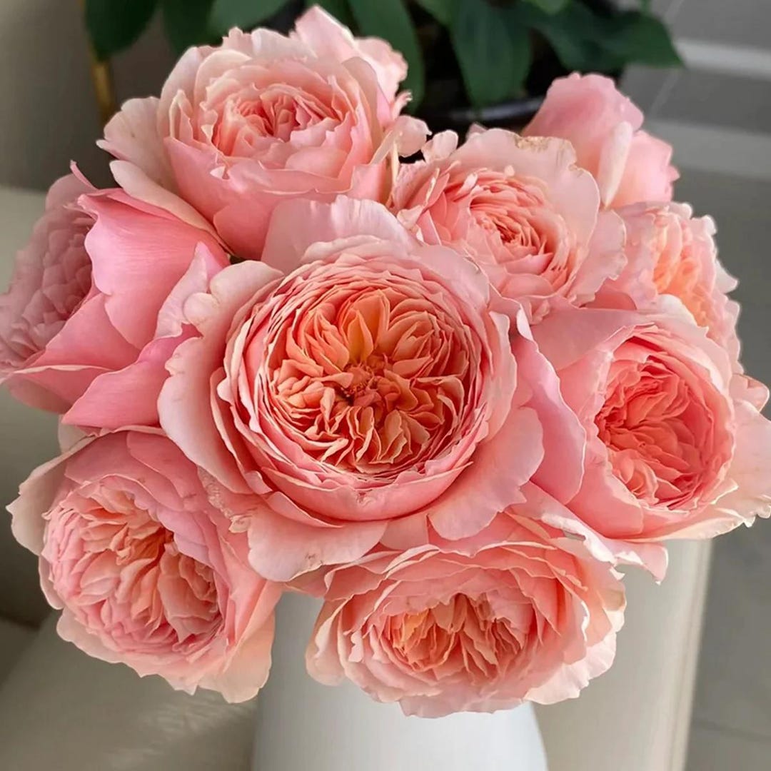 Masora || Japanese Rose || マソラ || 真宙 || Heat Resistant || Fragrant ...