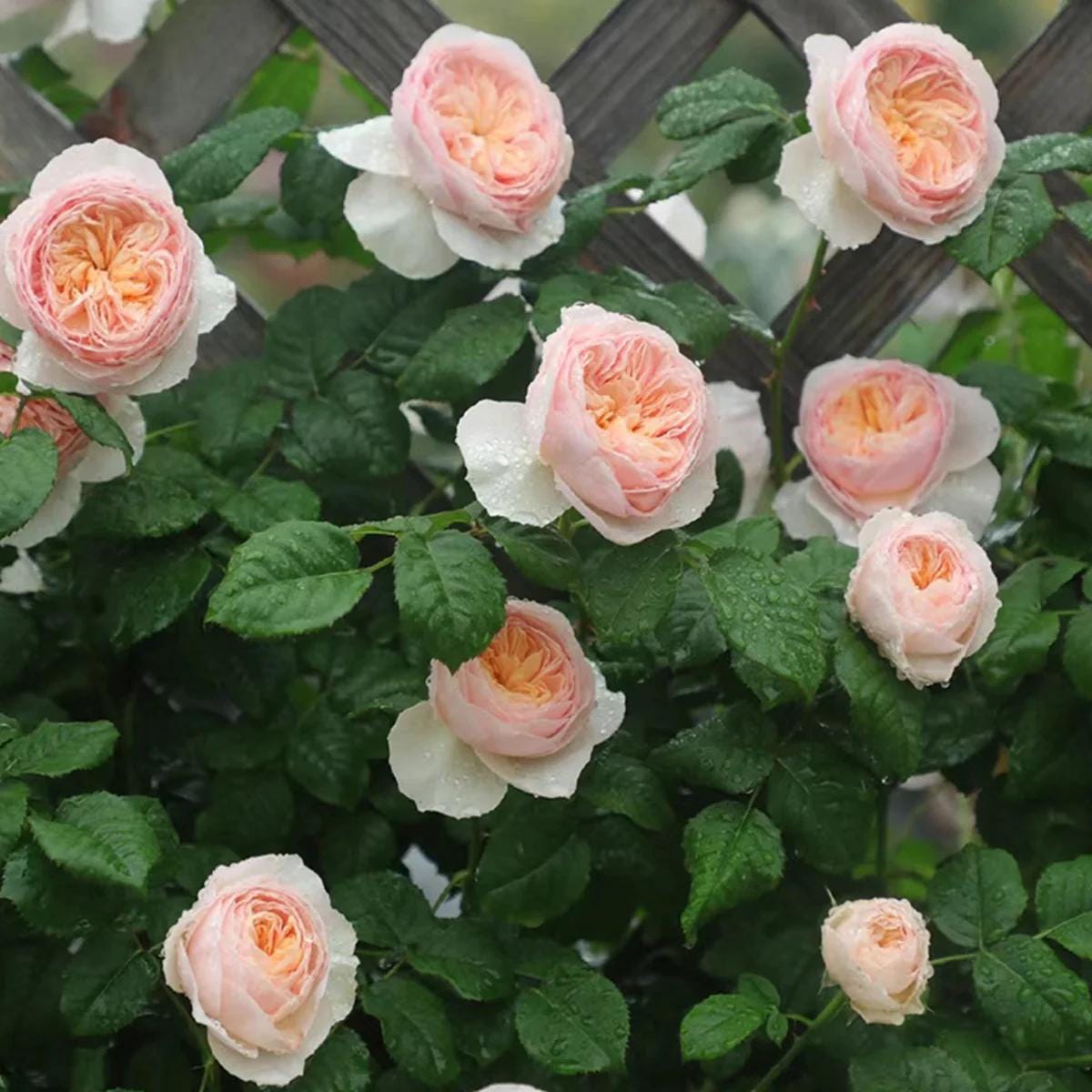 HC-15 heartfelt Friendship Rose 未使用 Rachel Allan RQ3126 Cap Sleeve Sweetheart Neck Quince Gown