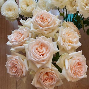 Princess Maya (Night Rain) – Fragrant Peach Japanese Wabara Rose (Own Root)
