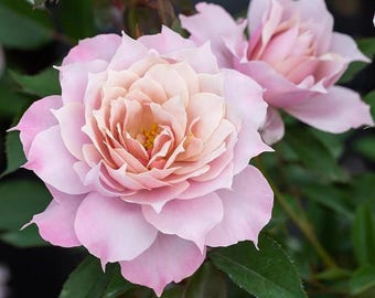 Huanzi | Magic purple | 幻紫 | Chinese rose from Tianlang | Heat resistant | Repeat blooming | Own root