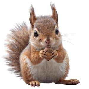 Puede incluir: Ilustración detallada de una ardilla con pelaje marrón rojizo, sosteniendo una bellota. La ardilla tiene una cola esponjosa y está sobre un fondo blanco. Los ojos de la ardilla son grandes y negros.