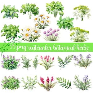 Ervas Medicinais Clipart Erva PNG Remédios Herbais Ilustração Botânica Aquarela Plantas Medicinais Samambaias sublimação Plantas gráficas