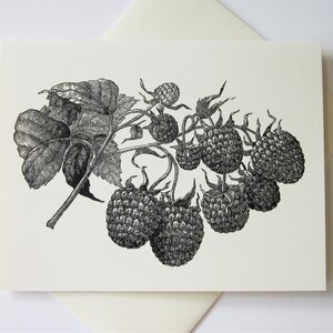 May include: Black and white line drawing of a raspberry branch with leaves and multiple raspberries.