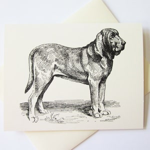 Bloodhound Dog Note Cards Papeterie Ensemble de 10 cartes en ivoire blanc ou clair avec enveloppes assorties