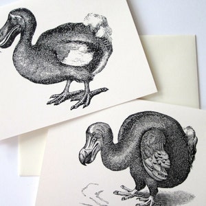 Conjunto de 10 cartões de notas Dodo Bird em branco ou marfim claro com envelopes correspondentes