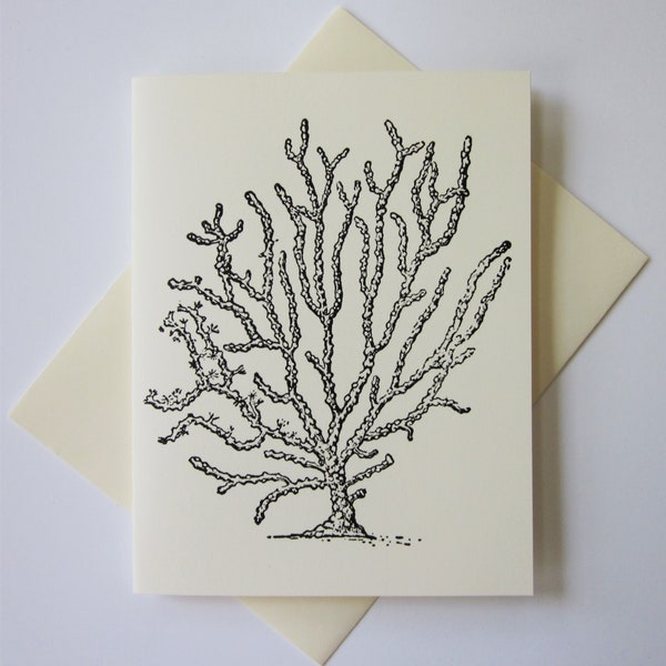 Sea Fan Coral Note Cards Stationery Set of 10 Cards in White or Light Ivory with Matching Envelopes