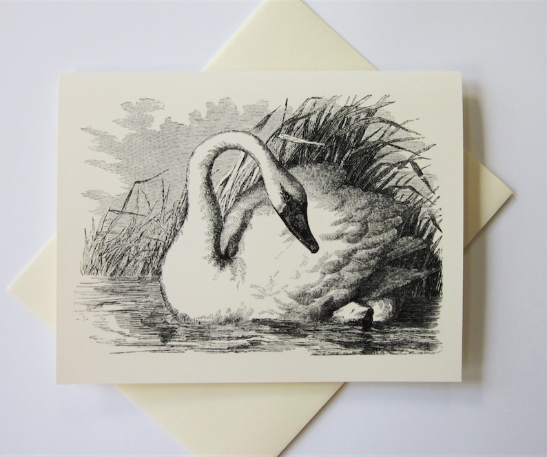 Swan Note Cards Set of 10 With Matching Envelopes - Etsy