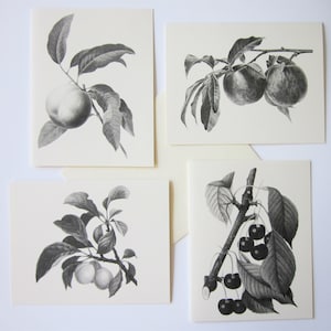 Fruit Note Cards Set of 12 with Matching Envelopes