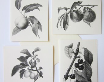 Jeu de cartes de notes de fruits de 12 avec enveloppes correspondantes