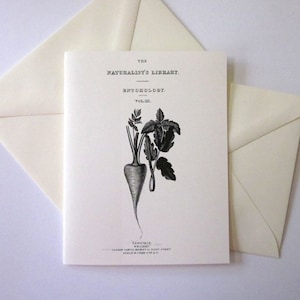 Parsnip Carrot Beet Note Cards Stationery Set of 10 Cards in White or Light Ivory with Matching Envelopes