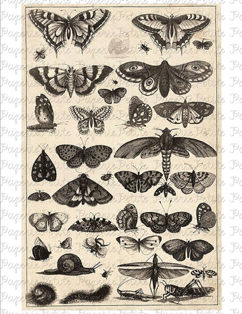 Black and White Butterflies Digital Download Collage Sheet | Etsy