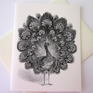 Peacock Note Cards Set of 10 Cards with Matching Envelopes