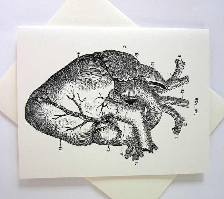 Anatomical Heart Cards Set of 10 in White or Light Ivory With | Etsy