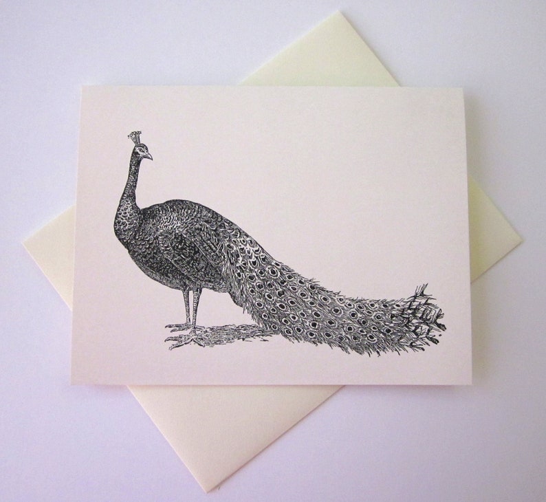 Peacocks Note Card Set of 10 in White or Light Ivory With Etsy