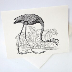May include: Black and white illustration of a flamingo standing in a pond with ferns in the background.