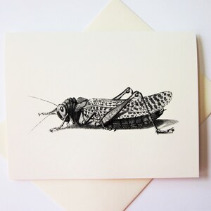 Cricket Note Cards Set of 10 with Matching Envelopes