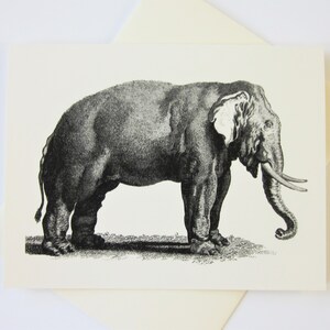 Zestaw 10 kartek z notatkami Elephant Note Cards
