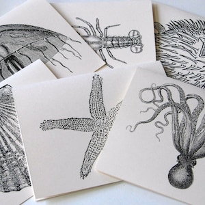 May include: A set of six black and white illustrations of various sea creatures, including a jellyfish, a clam, a starfish, a lobster, a pufferfish, and an octopus. The illustrations are printed on white card stock.