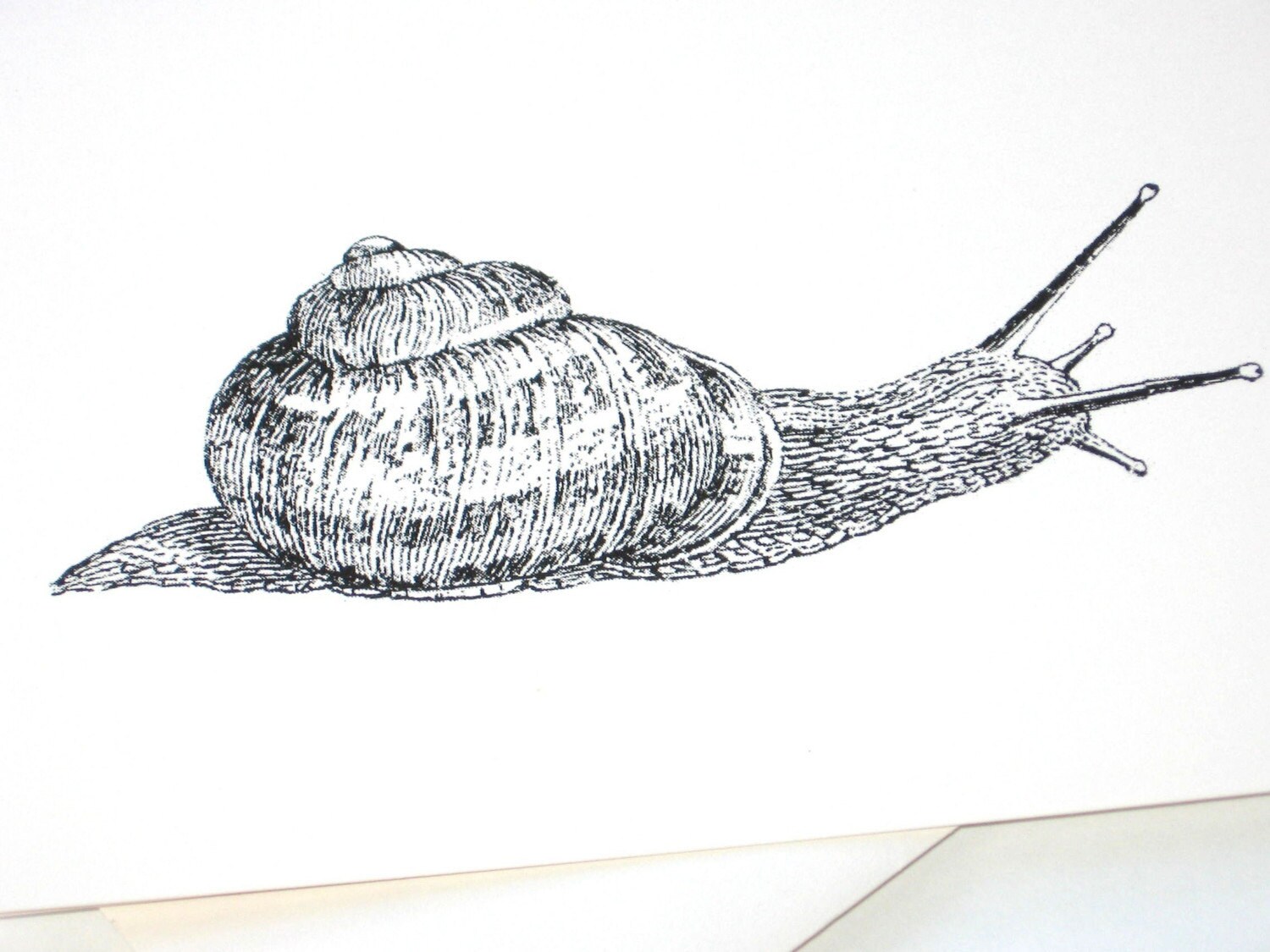 Snail Taking Notes Snail Note Card Set of 10 in White or Ivory With Matching Envelopes - Etsy