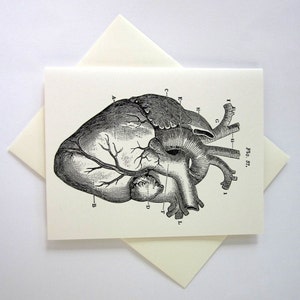 Set di carte cuore anatomiche da 10 in bianco o avorio chiaro con buste abbinate