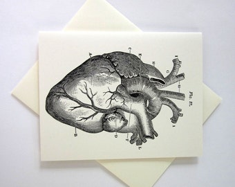 Anatomical Heart Cards Set of 10 in White or Light Ivory with Matching Envelopes