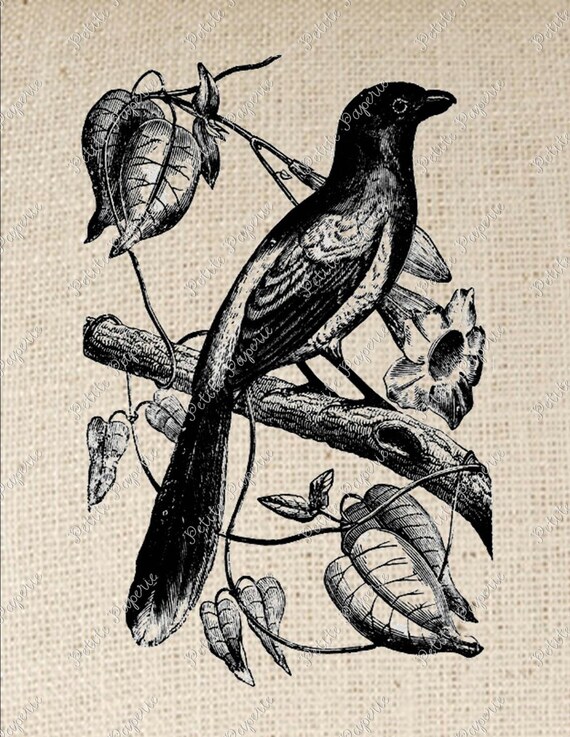 Bird Digital Download Iron on Transfer A Etsy