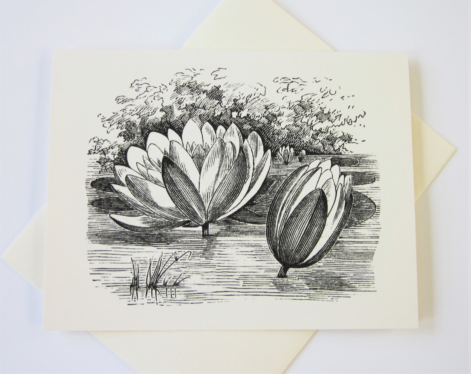 Pond Lily Floral Flower Note Cards Stationery Set of 10 Cards in White ...