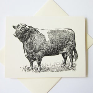 Set di carte Bull Note da 10 in avorio bianco o chiaro con buste abbinate