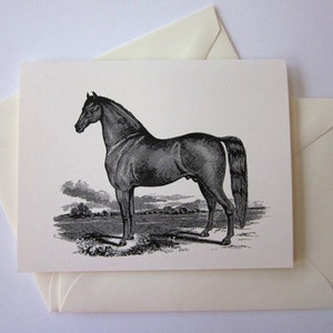 Black Horse Notizkarten Briefpapier 10er Set Karten in Weiß oder Hellem Elfenbein mit passenden Umschlägen