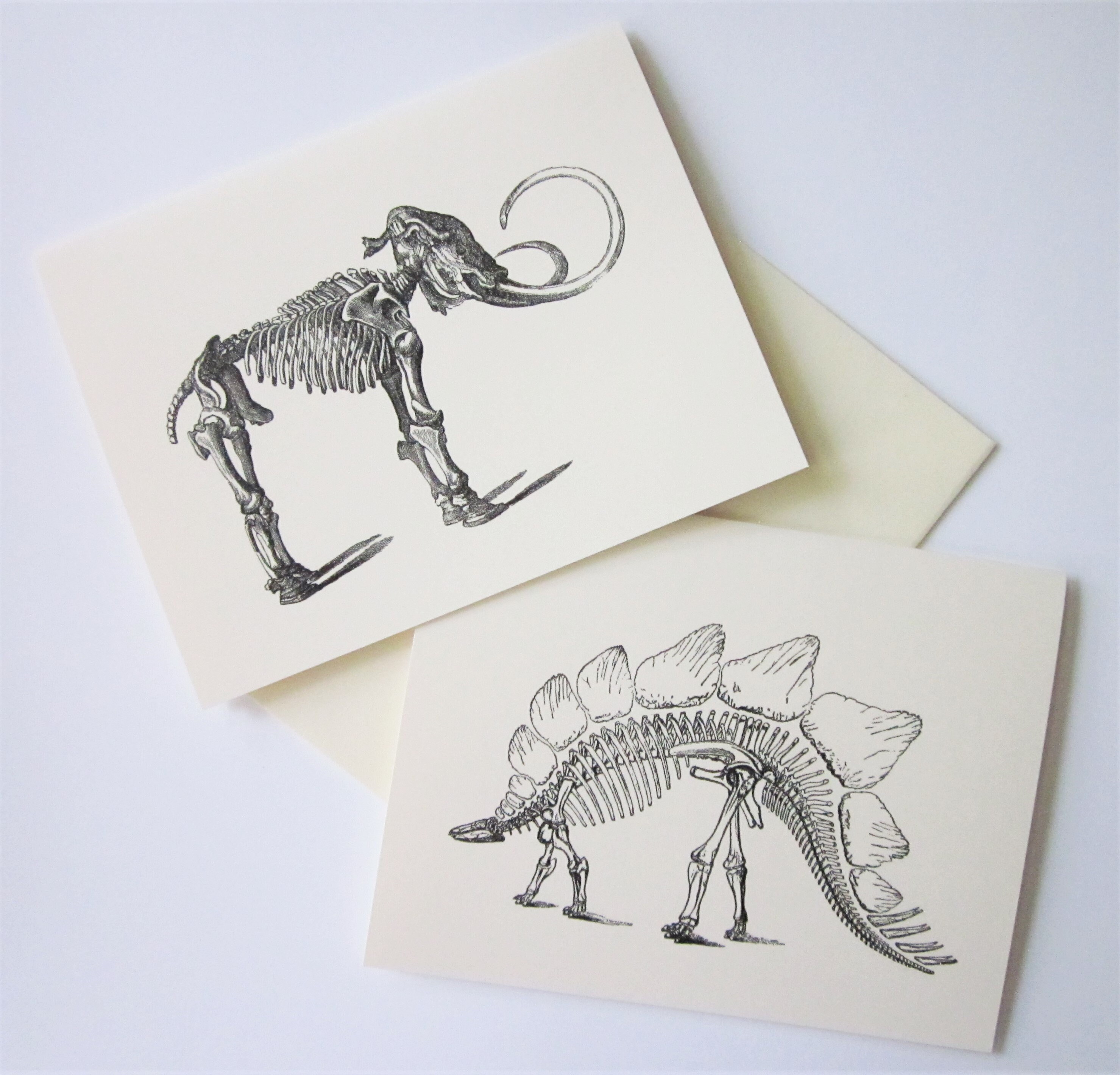 Dinosaur Skeleton Bones Note Cards Set of 12 with Matching Envelopes