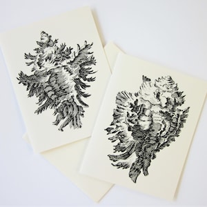 Conch Shell Note Cards Set of 10 in White or Light Ivory with Matching Envelopes