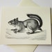 Squirrel Note Cards Set of 10 With Matching Envelopes - Etsy