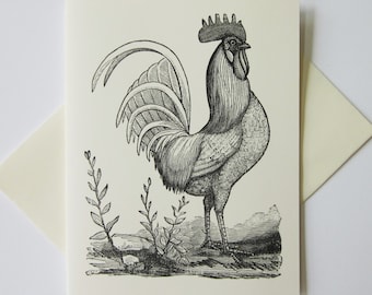 Cartões de notas de galo de frango, conjunto de 10 cartões em branco ou marfim claro com envelopes correspondentes