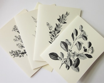 Botanical Branch Note Cards Set of 12 with Matching Envelopes