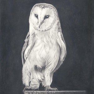 Luna, Barn Owl (graphite)