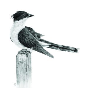 Jacobin Cuckoo Bird (graphite)