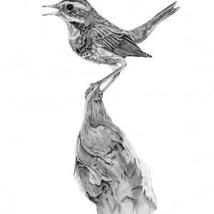 Bluethroat Bird (graphite)