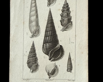 Antique Shells 1810 Zoology Plate Conchyliologie Entomostomes French Turpin