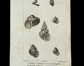 Antique Shells 1810 Zoology Plate Conchyliologie Cricostomes French Turpin