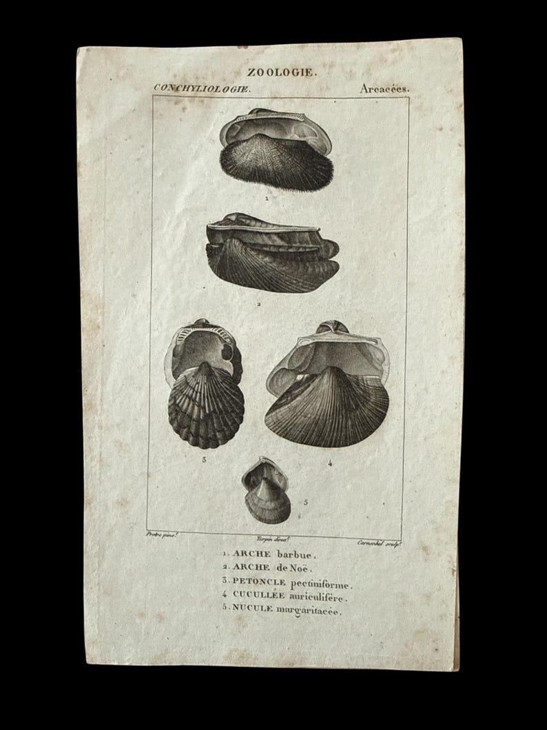 Antique Shells 1810 Zoology Plate Conchyliologie Arcacées French Turpin ...