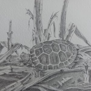 May include: Pencil drawing of a turtle with a patterned shell, resting on a log. The turtle is surrounded by detailed depictions of dried plants and other natural elements, all rendered in shades of gray.
