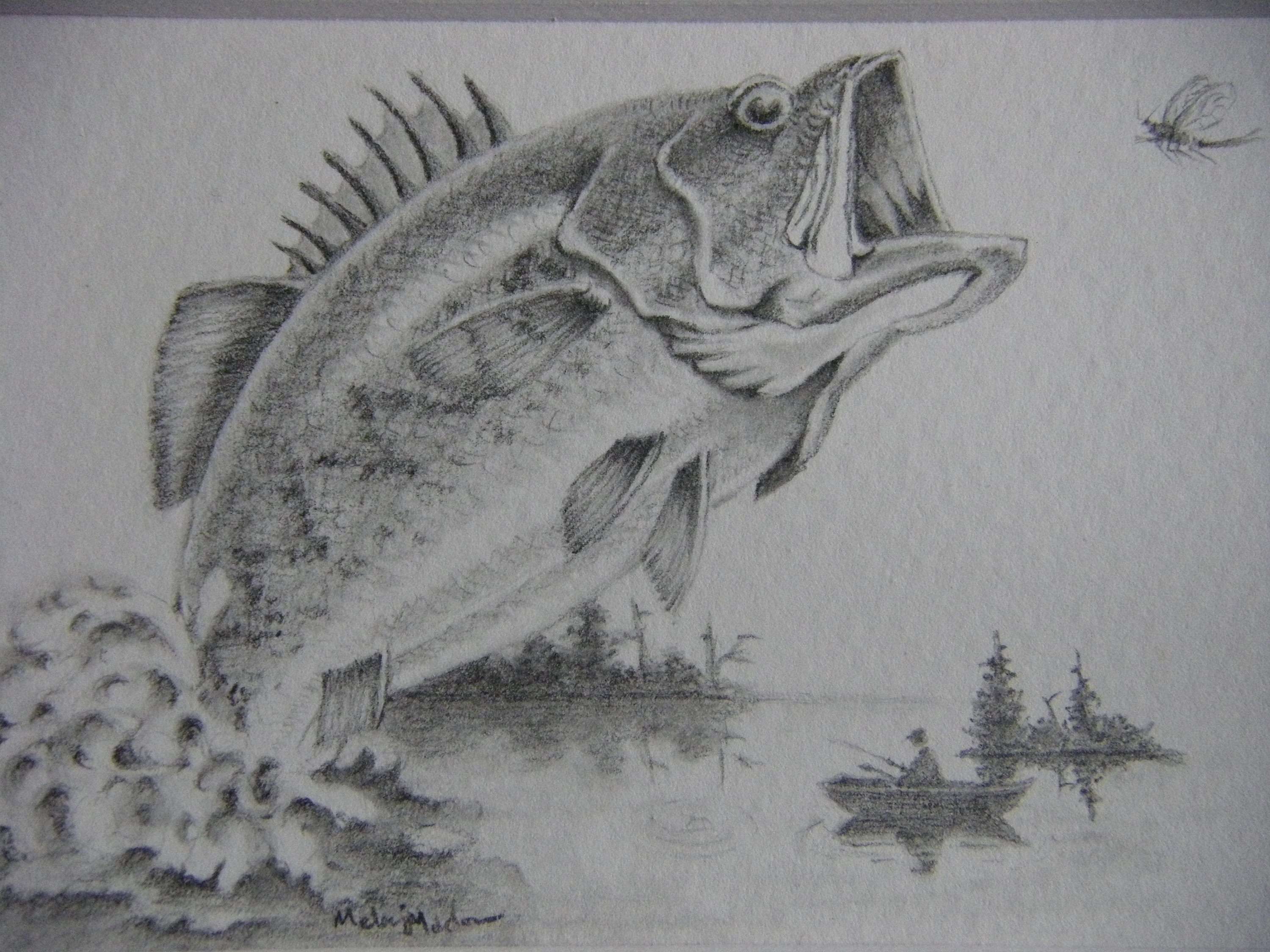Original Fish Graphite Art For Sale