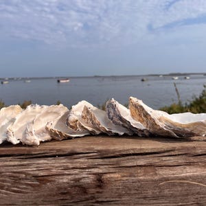 May include: Several large oyster shells, pale in colour with brown edges, are arranged on a weathered wooden surface. The background shows a body of water with boats and a blue sky.
