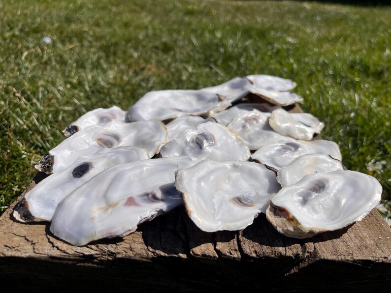 Shell Lids Natural Medium Oyster Shell Lids for Crafts Wedding Decor and Decoupage ...