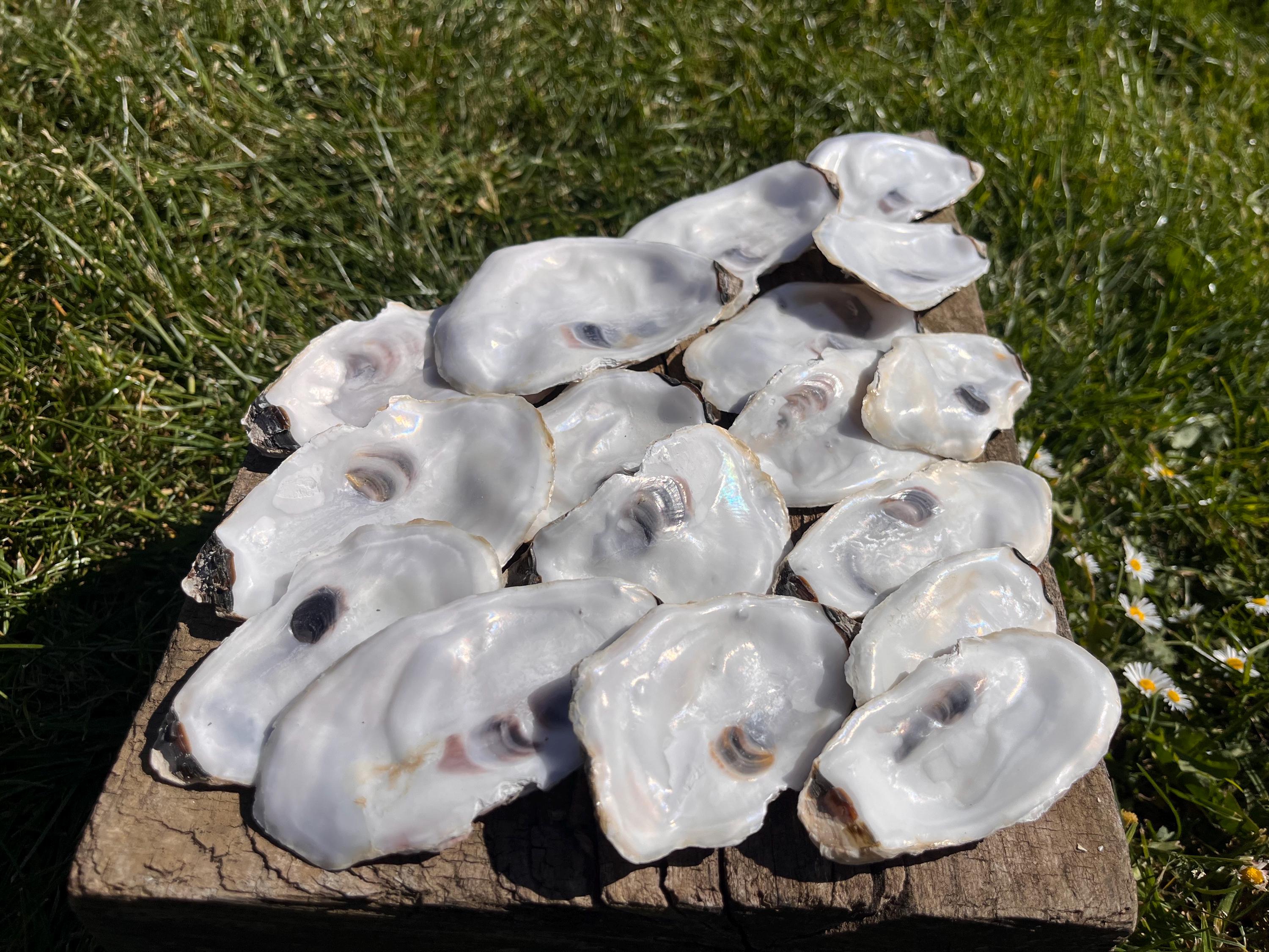 Shell Lids Natural Medium Oyster Shell Lids for Crafts Wedding Decor and Decoupage ...
