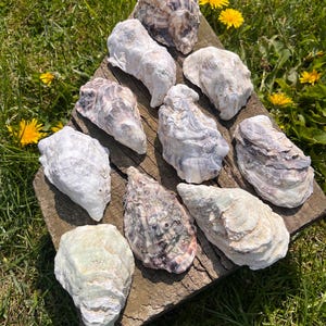 May include: A selection of oyster shells in shades of white, grey, and green, displayed on a weathered wooden board. The shells exhibit textured surfaces and natural patterns. The background shows green grass and yellow flowers.