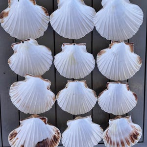 May include: A collection of twelve white scallop shells with brown edging, arranged on a grey wooden surface. The shells feature a ribbed texture and a small hole at the top. These shells are a natural, coastal decorative item.