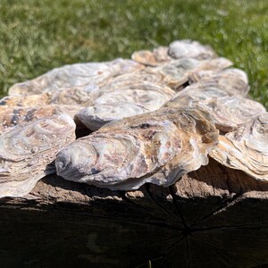 May include: A cluster of oyster shells, displaying a textured surface, in hues of beige, brown, and white. The shells are placed on a weathered wooden surface, with green grass visible in the background.